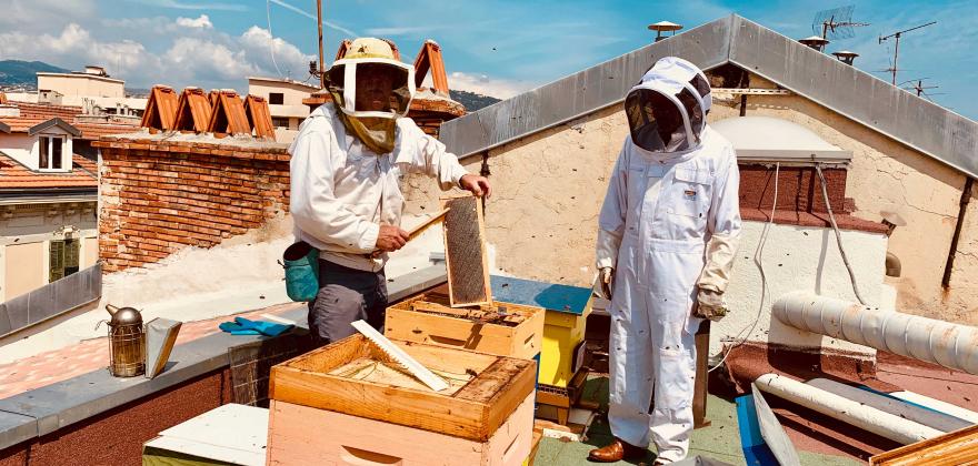 Green Hotel Florence Nice, un toit pour nos abeilles